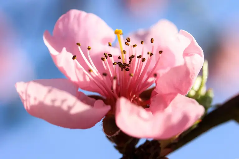 Prachtige bloem die open staat, meeldraden en stamper zichtbaar