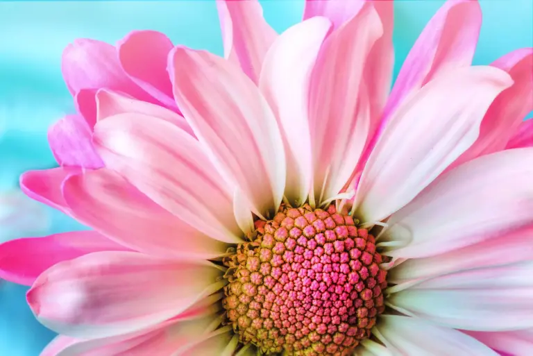 Bloem van bovenaf gezien, met prachtige zachte kleuren