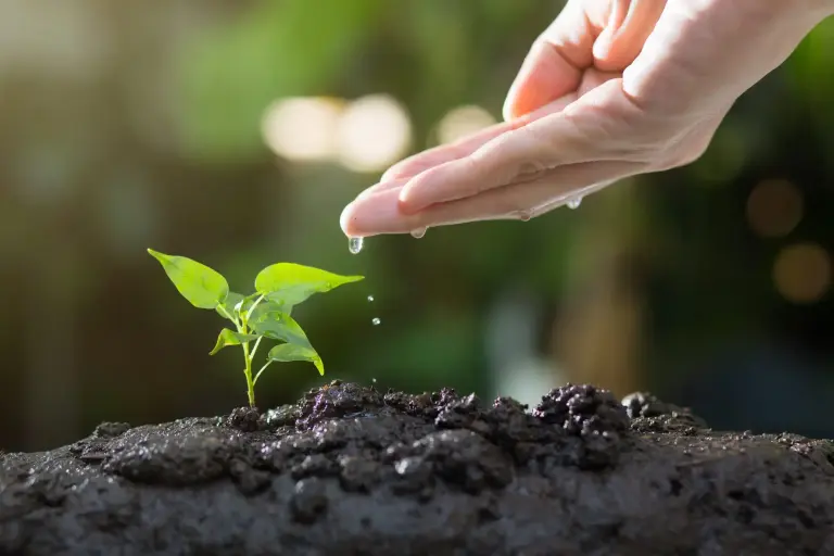 Jong plantje in de aarde. Een hand met waterdruppels druppelt water op het plantje.