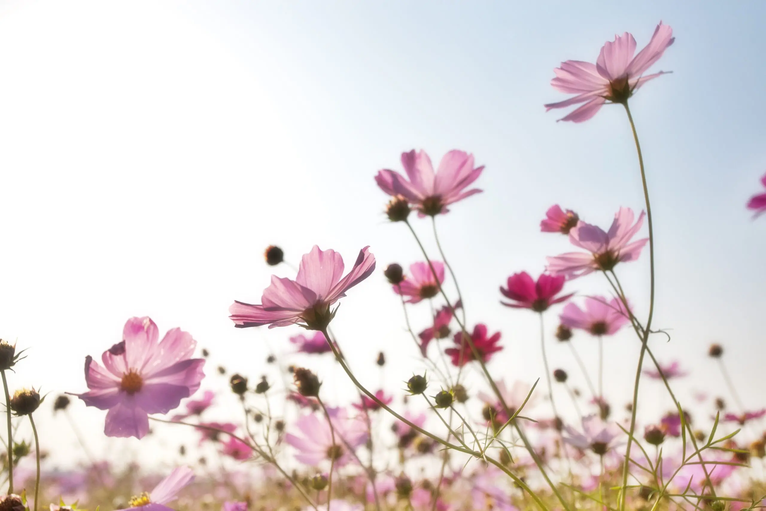 Prachtige bloemen in de antuur